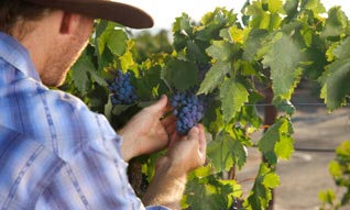 Checking the Grapes
